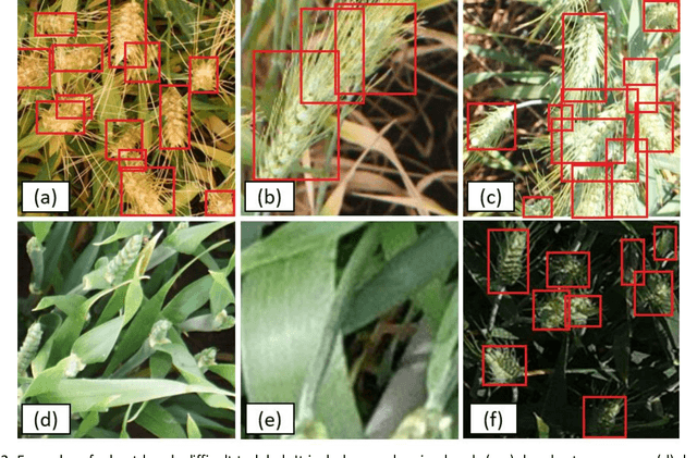 Figure 4 for Global Wheat Head Detection (GWHD) dataset: a large and diverse dataset of high resolution RGB labelled images to develop and benchmark wheat head detection methods