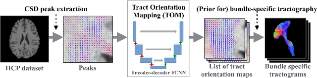 Figure 2 for Tract orientation mapping for bundle-specific tractography