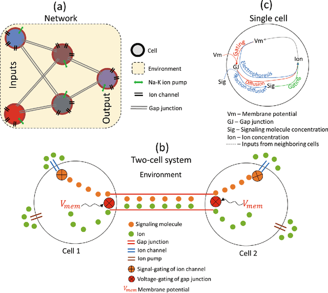 Figure 1 for Modeling somatic computation with non-neural bioelectric networks