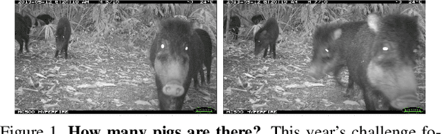 Figure 1 for The iWildCam 2021 Competition Dataset