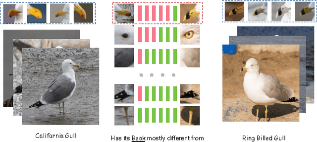Figure 1 for Real Time Fine-Grained Categorization with Accuracy and Interpretability