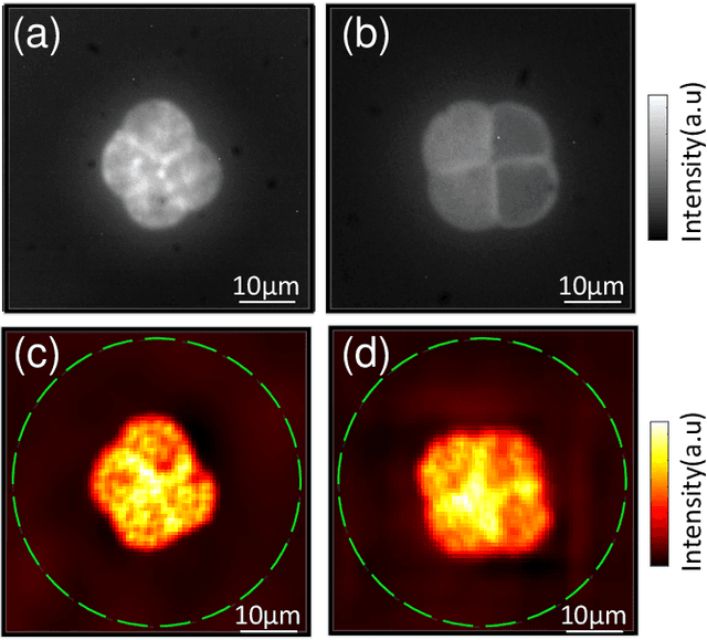 Figure 3 for Large field-of-view non-invasive imaging through scattering layers using fluctuating random illumination