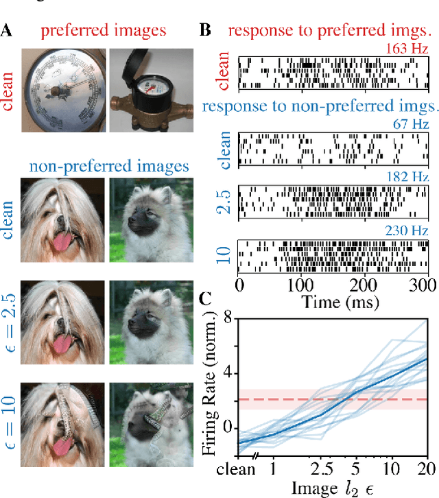 Figure 2 for Adversarially trained neural representations may already be as robust as corresponding biological neural representations