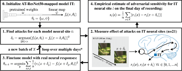 Figure 4 for Adversarially trained neural representations may already be as robust as corresponding biological neural representations