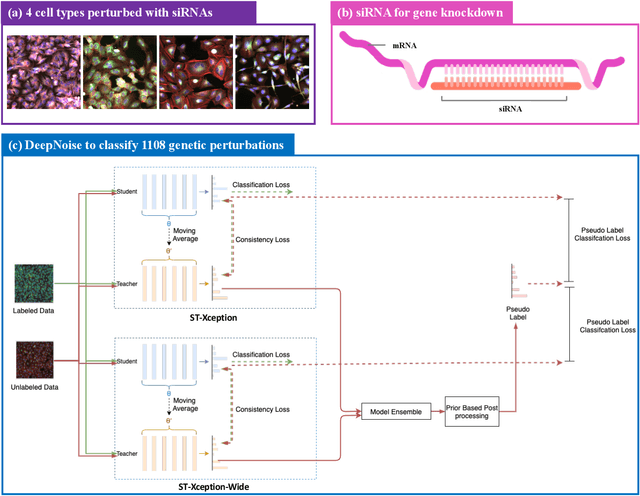 Figure 2 for DeepNoise: Disentanglement of Experimental Noise from Real Biological Signals based on Fluorescent Microscopy Image Classification via Deep Learning