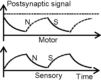 Figure 1 for Motor Learning Mechanism on the Neuron Scale