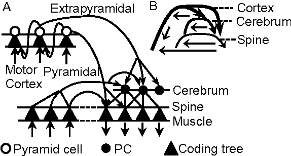 Figure 4 for Motor Learning Mechanism on the Neuron Scale