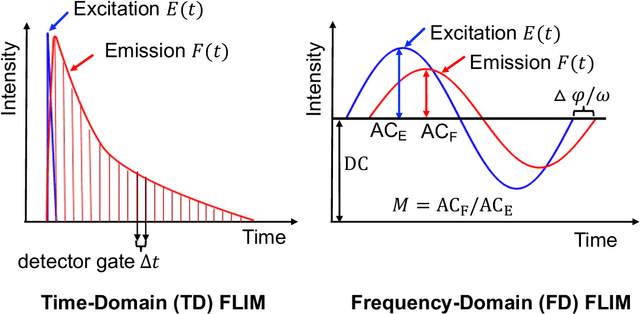 Figure 3 for Machine learning for faster and smarter fluorescence lifetime imaging microscopy