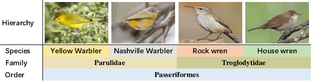 Figure 1 for Label Hierarchy Transition: Modeling Class Hierarchies to Enhance Deep Classifiers