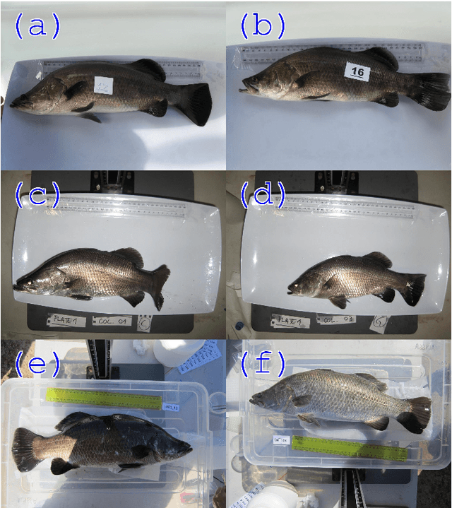 Figure 1 for Automatic Weight Estimation of Harvested Fish from Images