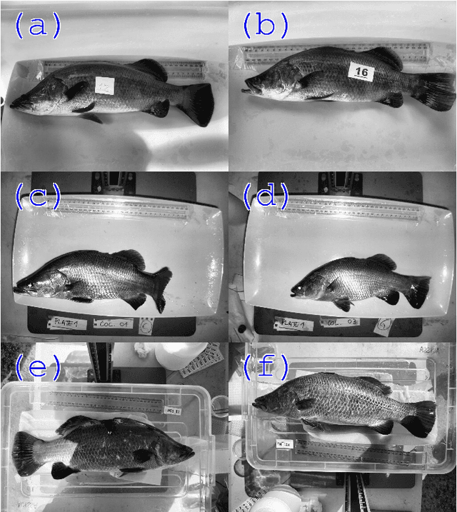 Figure 2 for Automatic Weight Estimation of Harvested Fish from Images