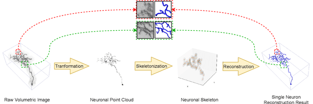 Figure 3 for PointNeuron: 3D Neuron Reconstruction via Geometry and Topology Learning of Point Clouds