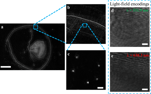 Figure 2 for Laser light-field fusion for wide-field lensfree on-chip phase contrast nanoscopy