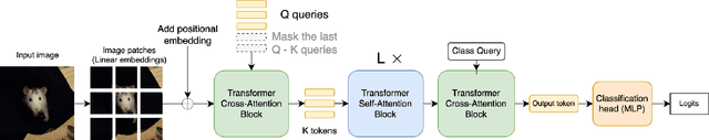 Figure 1 for Dynamic Query Selection for Fast Visual Perceiver