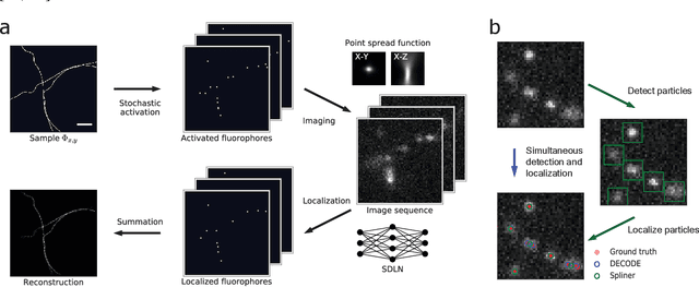 Figure 1 for Teaching deep neural networks to localize sources in super-resolution microscopy by combining simulation-based learning and unsupervised learning