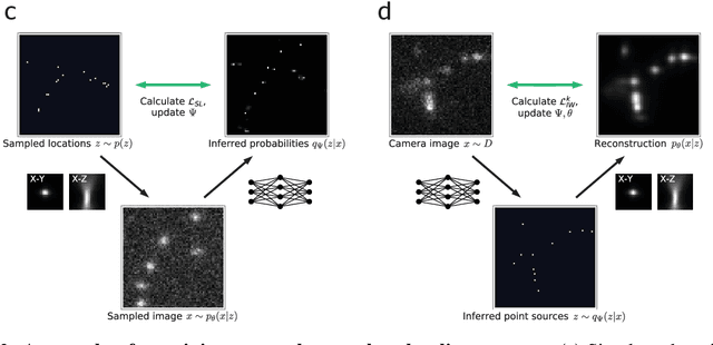 Figure 2 for Teaching deep neural networks to localize sources in super-resolution microscopy by combining simulation-based learning and unsupervised learning