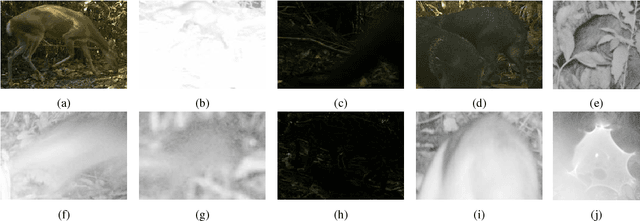 Figure 1 for Automatic Recognition of Mammal Genera on Camera-Trap Images using Multi-Layer Robust Principal Component Analysis and Mixture Neural Networks