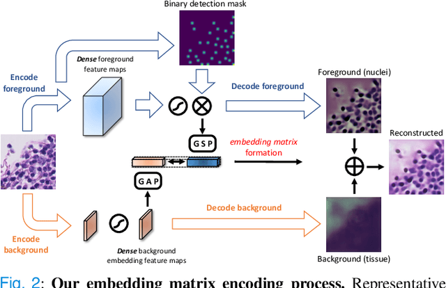 Figure 3 for DSNet: A Dual-Stream Framework for Weakly-Supervised Gigapixel Pathology Image Analysis