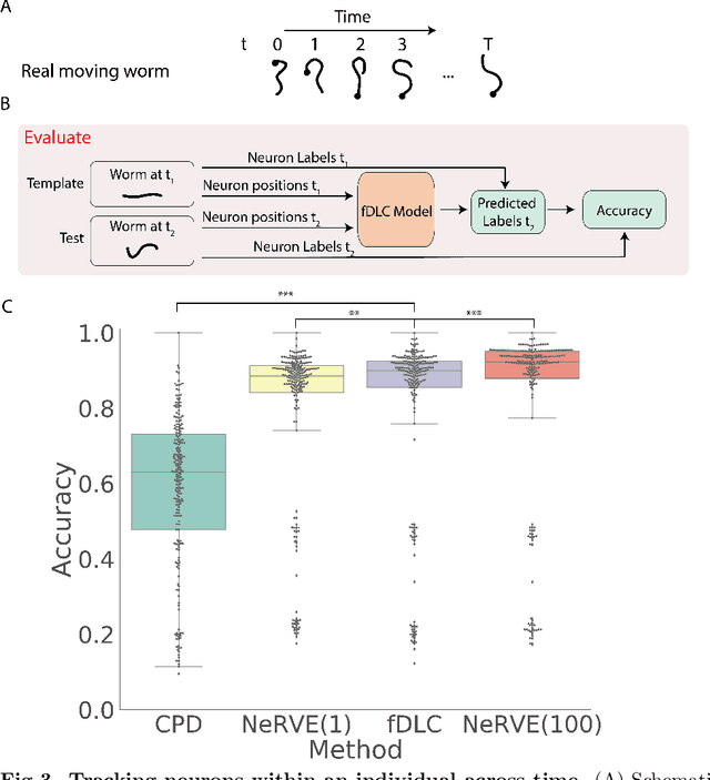 Figure 3 for Fast deep learning correspondence for neuron tracking and identification in C.elegans using synthetic training