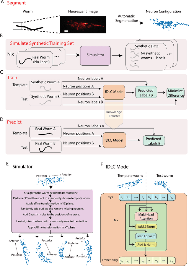 Figure 1 for Fast deep learning correspondence for neuron tracking and identification in C.elegans using synthetic training