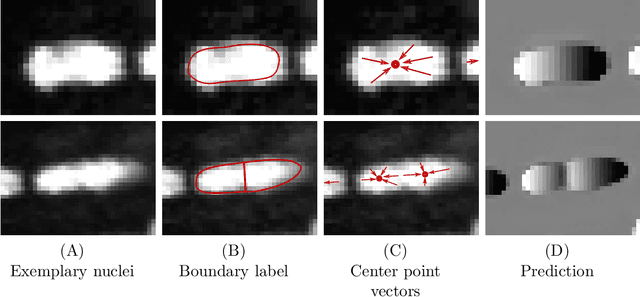 Figure 3 for An Auxiliary Task for Learning Nuclei Segmentation in 3D Microscopy Images