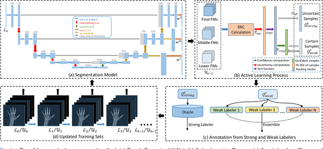 Figure 1 for DSAL: Deeply Supervised Active Learning from Strong and Weak Labelers for Biomedical Image Segmentation