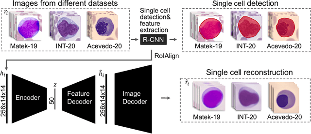 Figure 1 for Unsupervised Cross-Domain Feature Extraction for Single Blood Cell Image Classification