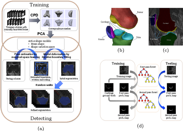 Figure 2 for Semantic Context Forests for Learning-Based Knee Cartilage Segmentation in 3D MR Images