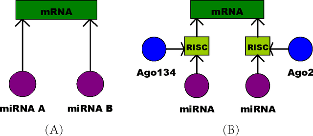Figure 1 for Bayesian Analysis for miRNA and mRNA Interactions Using Expression Data