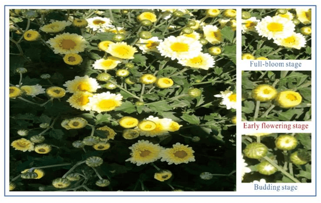Figure 1 for Tea Chrysanthemum Detection under Unstructured Environments Using the TC-YOLO Model