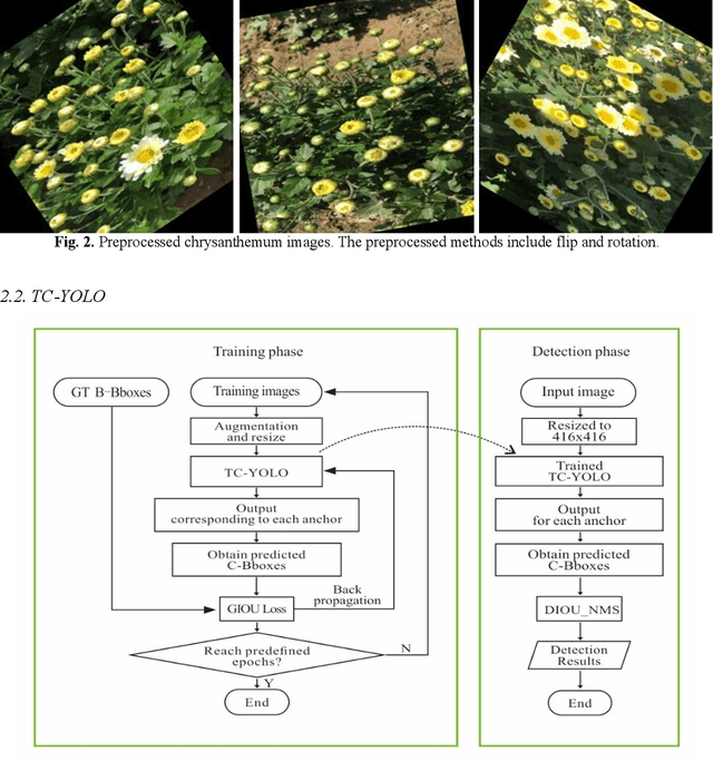 Figure 3 for Tea Chrysanthemum Detection under Unstructured Environments Using the TC-YOLO Model