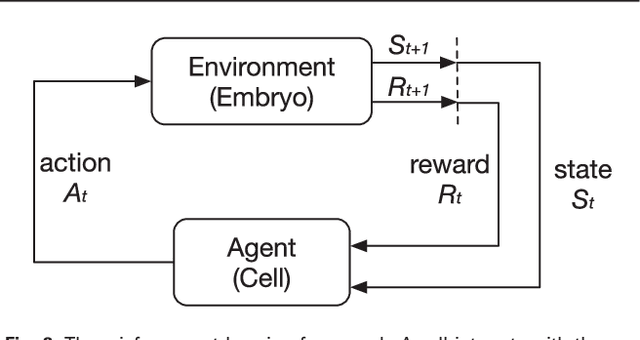 Figure 2 for Deep Reinforcement Learning of Cell Movement in the Early Stage of C. elegans Embryogenesis