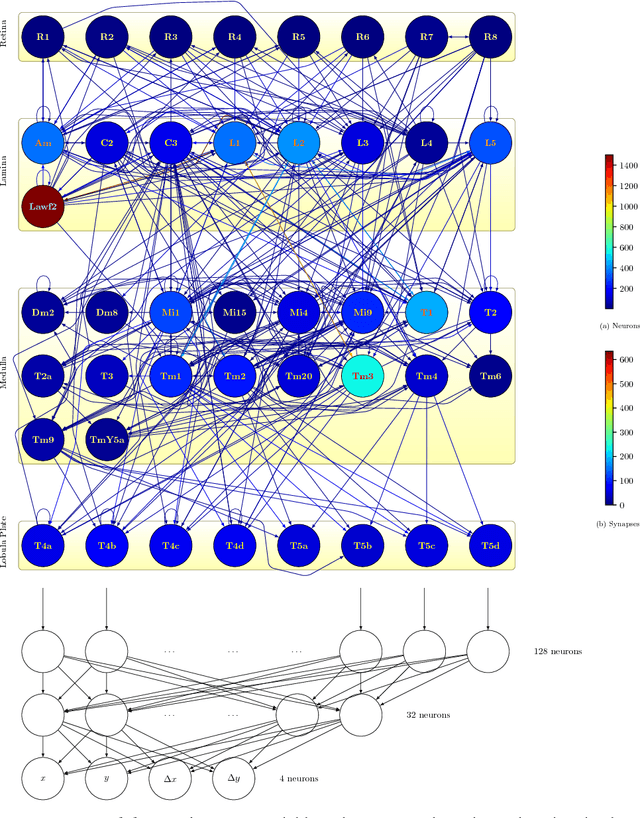 Figure 3 for A Connectome Based Hexagonal Lattice Convolutional Network Model of the Drosophila Visual System