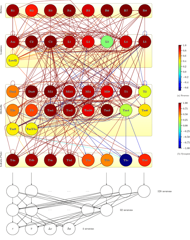 Figure 4 for A Connectome Based Hexagonal Lattice Convolutional Network Model of the Drosophila Visual System