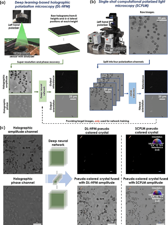 Figure 1 for Deep learning-based holographic polarization microscopy