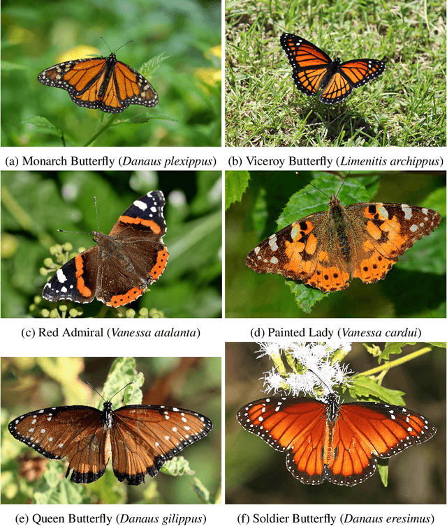 Figure 1 for MonarchNet: Differentiating Monarch Butterflies from Butterflies Species with Similar Phenotypes