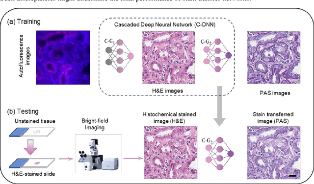 Figure 1 for Virtual stain transfer in histology via cascaded deep neural networks