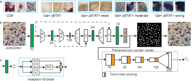 Figure 2 for ConCORDe-Net: Cell Count Regularized Convolutional Neural Network for Cell Detection in Multiplex Immunohistochemistry Images
