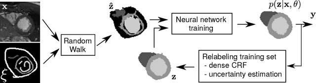 Figure 1 for Learning to Segment Medical Images with Scribble-Supervision Alone