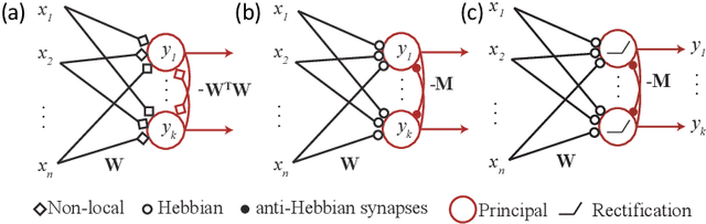 Figure 1 for A Similarity-preserving Neural Network Trained on Transformed Images Recapitulates Salient Features of the Fly Motion Detection Circuit