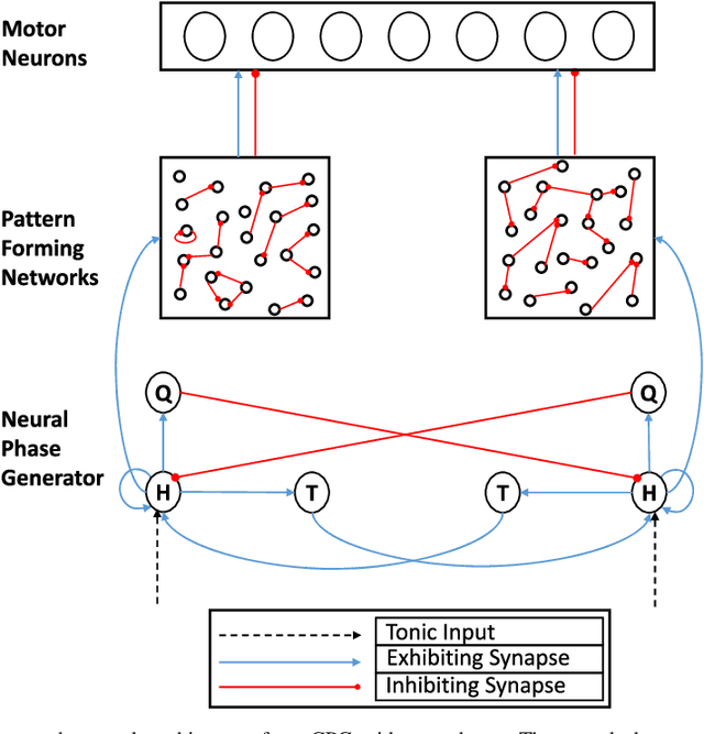 Figure 1 for Task-Independent Spiking Central Pattern Generator: A Learning-Based Approach
