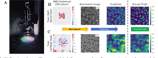 Figure 1 for Physics-enhanced machine learning for virtual fluorescence microscopy