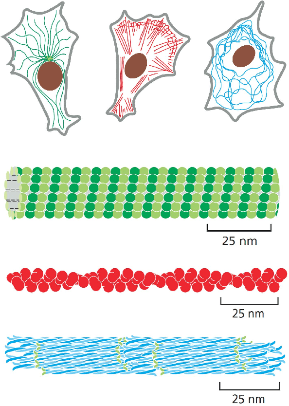 Figure 1 for Deep Learning of Cell Classification using Microscope Images of Intracellular Microtubule Networks