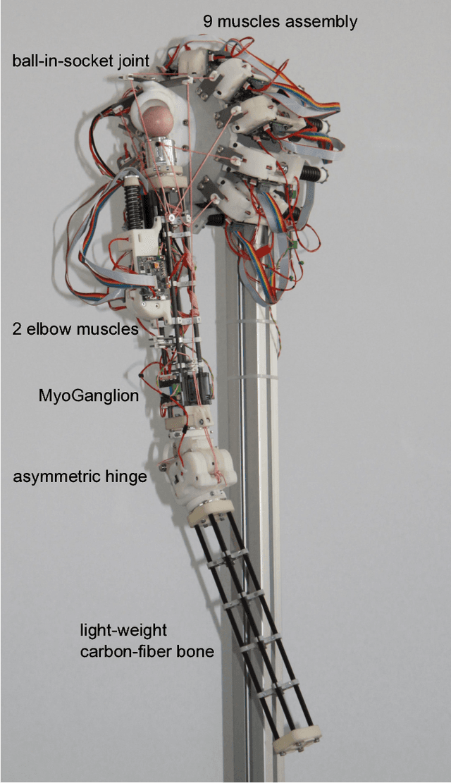 Figure 1 for Scalability in Neural Control of Musculoskeletal Robots