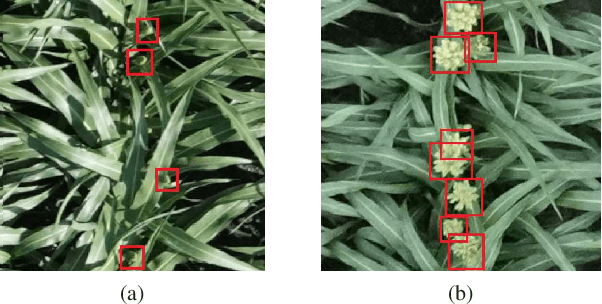 Figure 1 for Panicle Counting in UAV Images For Estimating Flowering Time in Sorghum