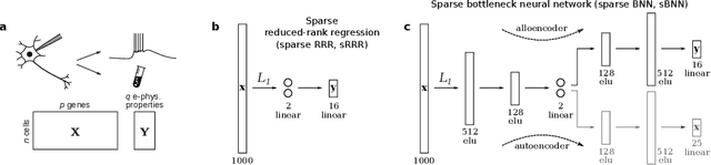 Figure 1 for Sparse Bottleneck Networks for Exploratory Analysis and Visualization of Neural Patch-seq Data