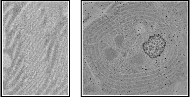 Figure 1 for On Detection of Faint Edges in Noisy Images