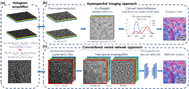 Figure 1 for Deep learning-based color holographic microscopy