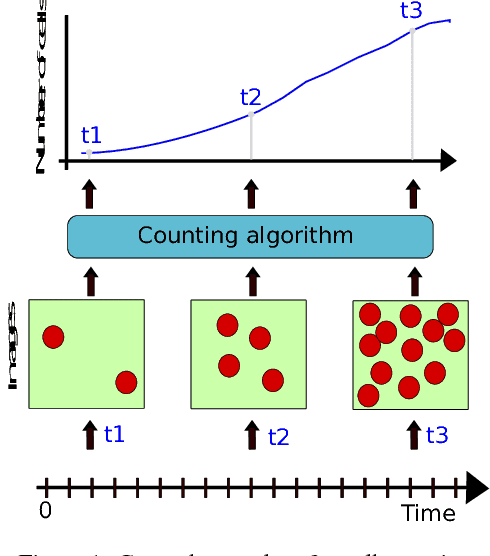 Figure 1 for Counting Cells in Time-Lapse Microscopy using Deep Neural Networks