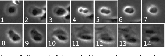 Figure 3 for Counting Cells in Time-Lapse Microscopy using Deep Neural Networks
